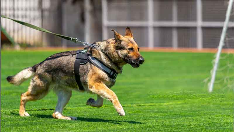 Dog Vest Manufacturer